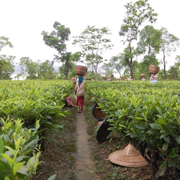 Khongea Golden Tip Assam Tea