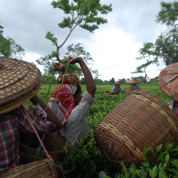 Khongea Golden Tip Assam Tea