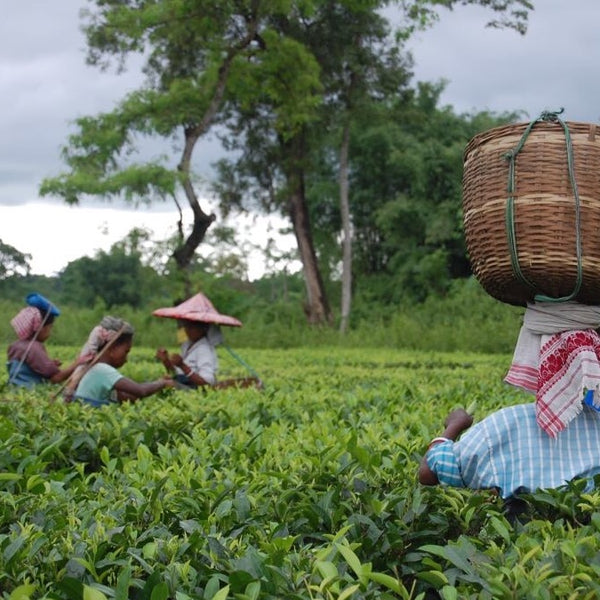 Khongea Golden Tip Assam Tea
