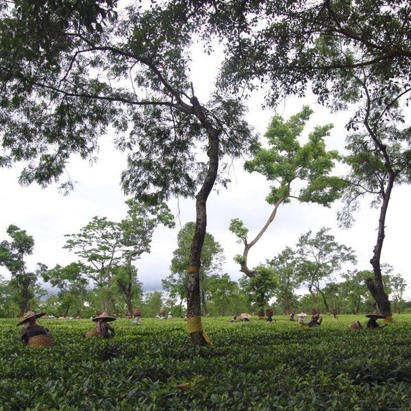 Khongea Golden Tip Assam Tea