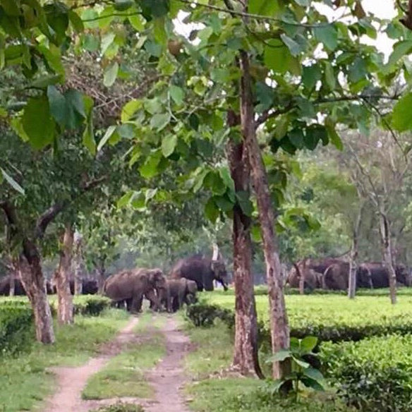 Wholesale: Earl Grey for Elephants