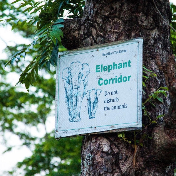 Wholesale: Earl Grey for Elephants