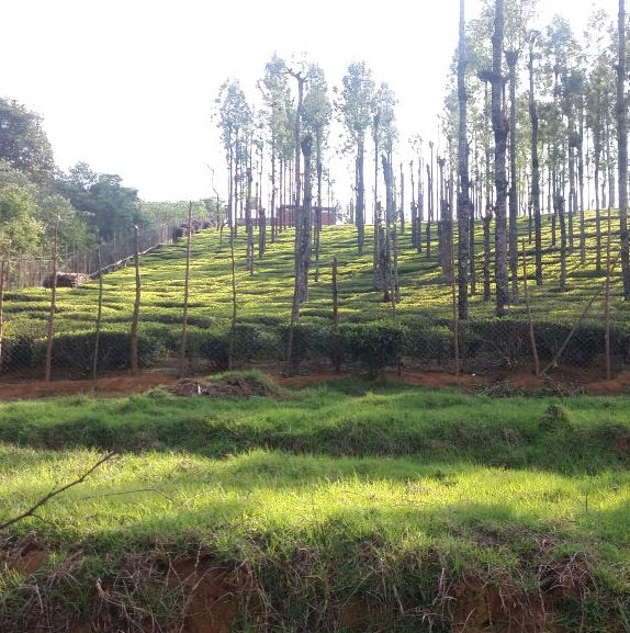 Murali 's Nilgiri White