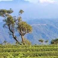 Wholesale : Oolong for an Organic Future