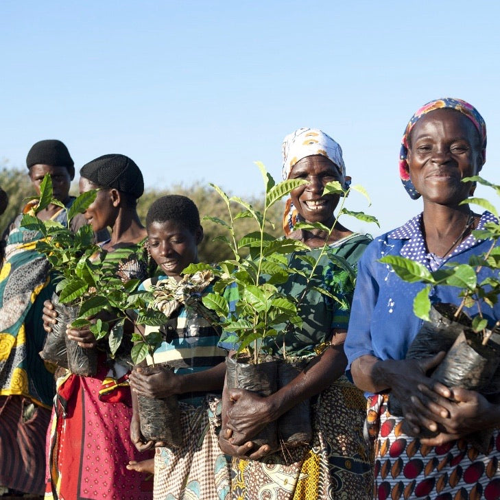 Wholesale : Shining Bright : Malawian HIBISCUS [Herbal]
