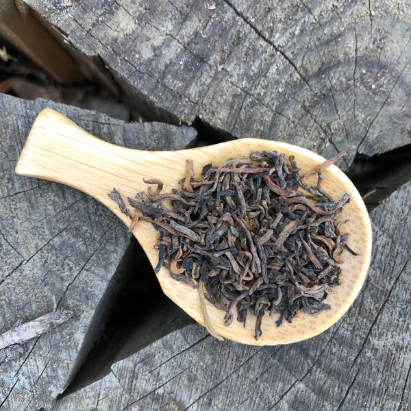 2020 Ancient Tree Imperial Grade Shu Puer : A Bai La co-operative Jingmai mountain