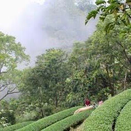 Wholesale : Oolong for an Organic Future