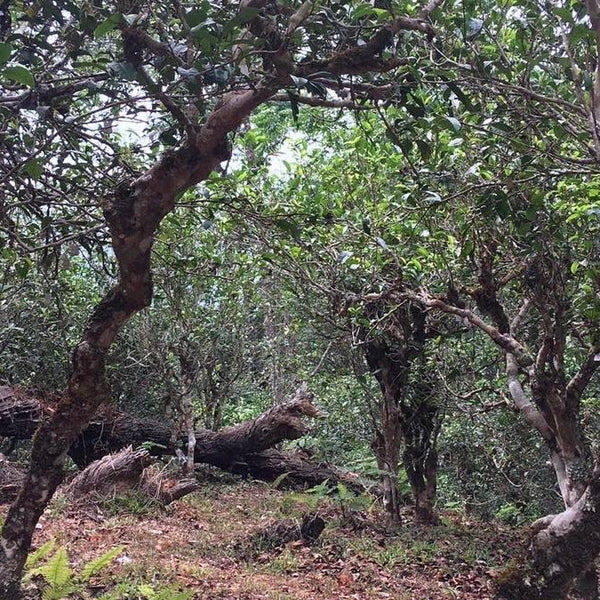 Wholesale: Puer for Preservation